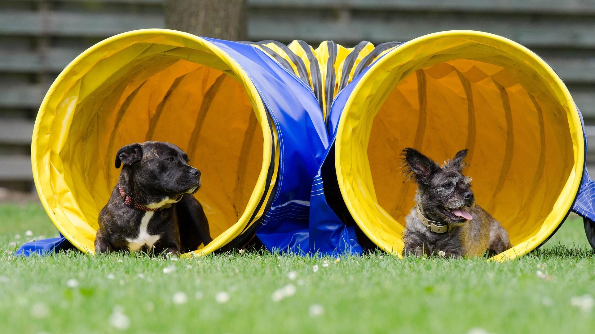 Hunde Agility Selber Bauen / Spiele Fur Hunde Wohnzimmer Agility Und Bewegungsspiele